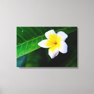 Plumeria Leinwanddruck