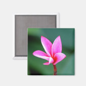 Plumeria Magnet (Vorderseite/Rückseite)