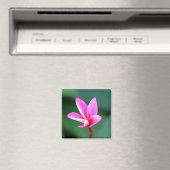 Plumeria Magnet (In Situ (Geschirrspüler))