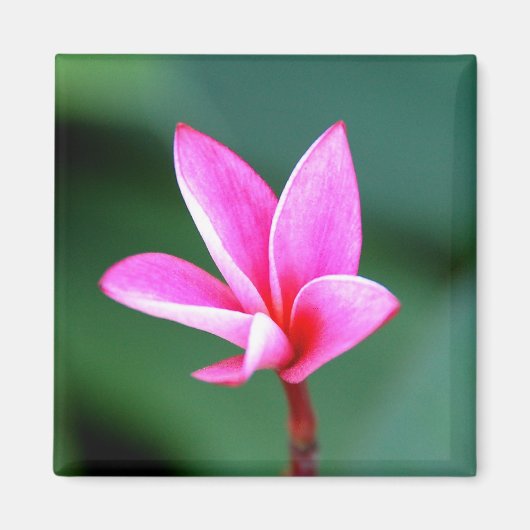 Plumeria Magnet (Vorne)