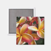 Plumeria Magnet (Vorderseite/Rückseite)