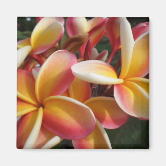 Plumeria Magnet