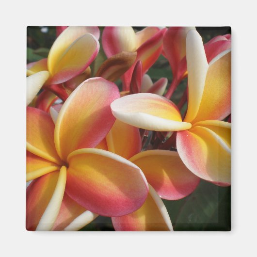 Plumeria Magnet (Vorne)