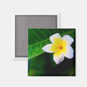 Plumeria Magnet (Vorderseite/Rückseite)