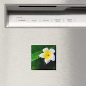 Plumeria Magnet (In Situ (Geschirrspüler))