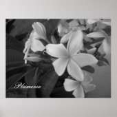 Plumeria - Maßgeschneidert Poster (Vorne)