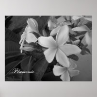 Plumeria - Maßgeschneidert