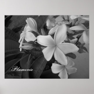 Plumeria - Maßgeschneidert Poster