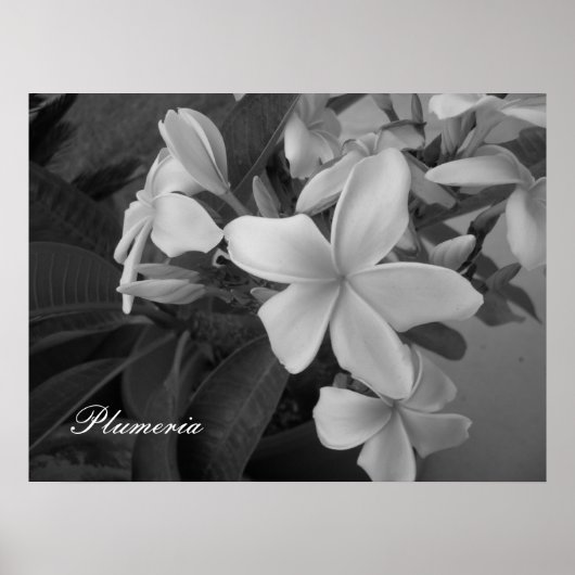Plumeria - Maßgeschneidert Poster (Vorne)