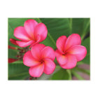 Plumeria - Miami-Rose auf Postkarte