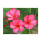 Plumeria - Miami-Rose auf Postkarte
