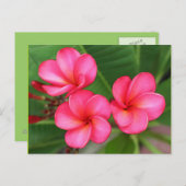 Plumeria - Miami-Rose auf Postkarte (Vorne/Hinten)