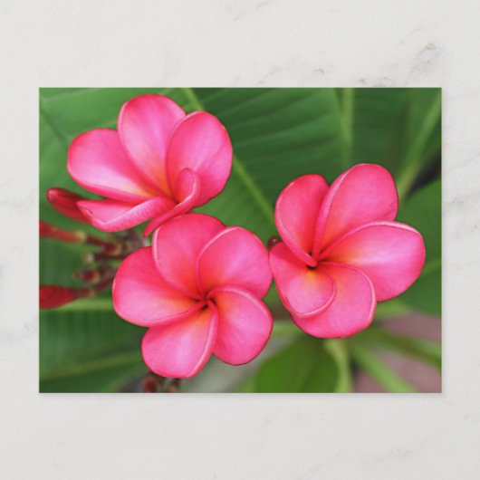Plumeria - Miami-Rose auf Postkarte (Vorderseite)