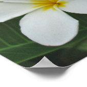 Plumeria - Mondlicht Poster (Ecke)