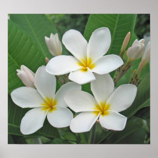 Plumeria - Mondlicht Poster (Vorne)