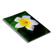 Plumeria Notizblock (Rechte Seite)