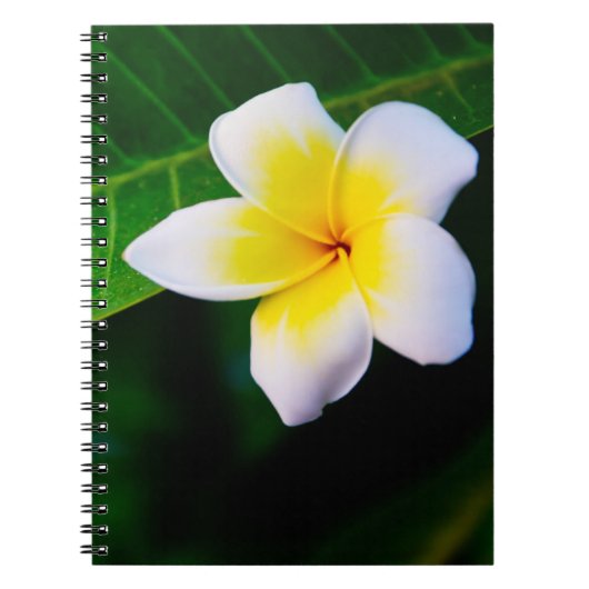 Plumeria Notizblock (Vorderseite)