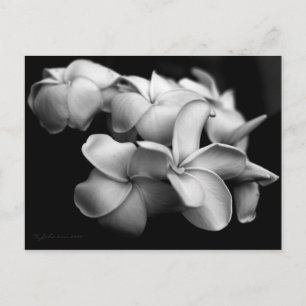 Plumeria postcard. postkarte