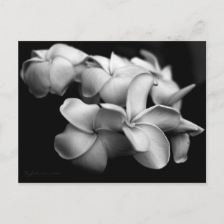 Plumeria postcard. postkarte