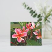 Plumeria Postcard Postkarte (Stehend Vorderseite)