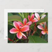 Plumeria Postcard Postkarte (Vorne/Hinten)