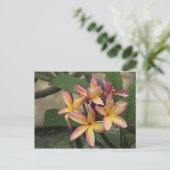 Plumeria Postcard Postkarte (Stehend Vorderseite)