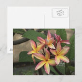 Plumeria Postcard Postkarte (Vorne/Hinten)