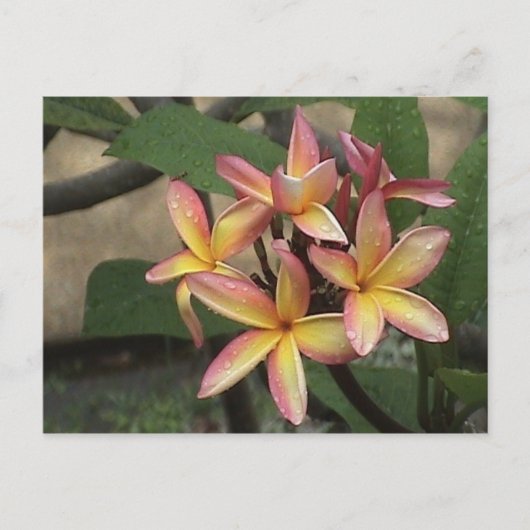 Plumeria Postcard Postkarte (Vorderseite)