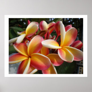 Plumeria Poster
