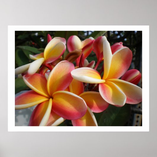 Plumeria Poster (Vorne)
