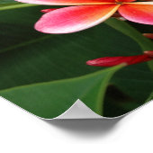 Plumeria Poster (Ecke)