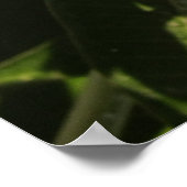 Plumeria Poster (Ecke)