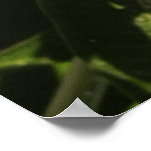 Plumeria Poster (Ecke)