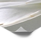 Plumeria Poster (Ecke)