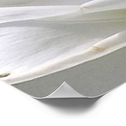 Plumeria Poster (Ecke)