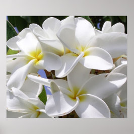 Plumeria Poster
