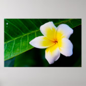 Plumeria Poster (Vorne)