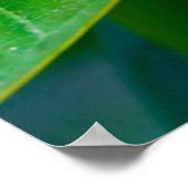 Plumeria Poster (Ecke)