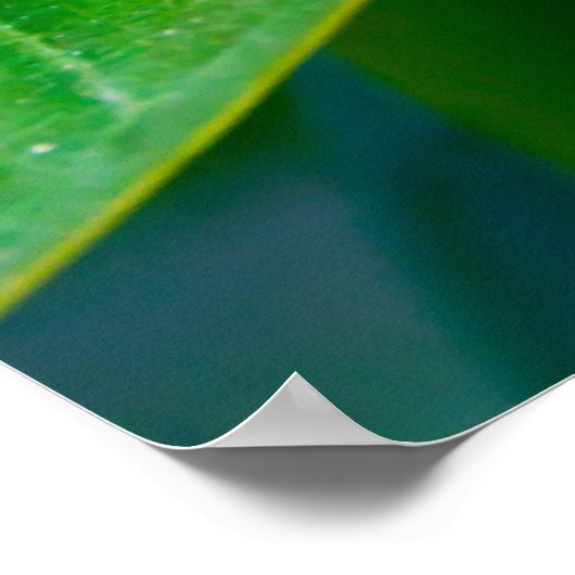 Plumeria Poster (Ecke)