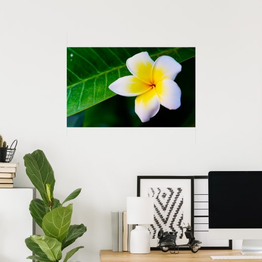 Plumeria Poster (Heimbüro)