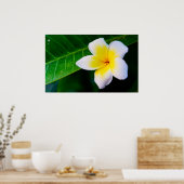 Plumeria Poster (Küche)