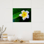 Plumeria Poster (Küche)