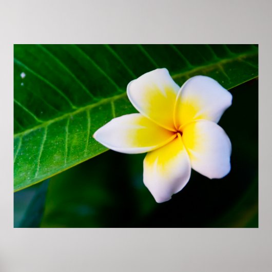 Plumeria Poster (Vorne)