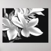 Plumeria Poster (Vorne)