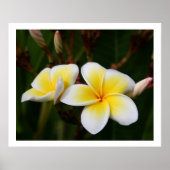Plumeria Poster (Vorne)