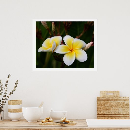 Plumeria Poster (Küche)