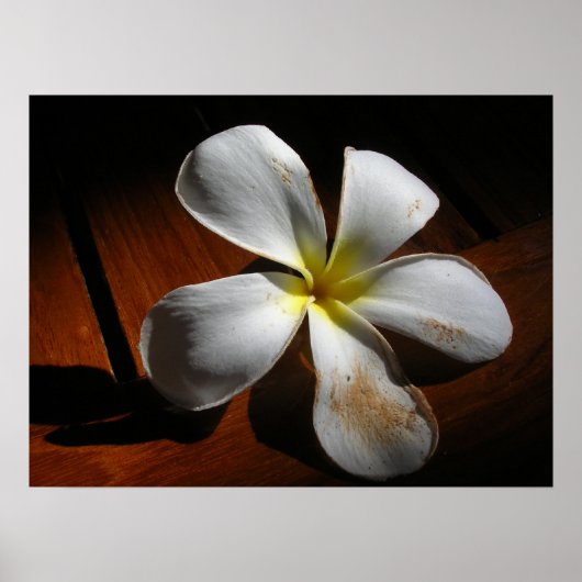 Plumeria Poster (Vorne)
