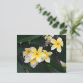 Plumeria Postkarte (Stehend Vorderseite)