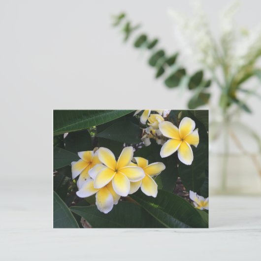 Plumeria Postkarte (Stehend Vorderseite)
