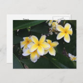 Plumeria Postkarte (Vorne/Hinten)